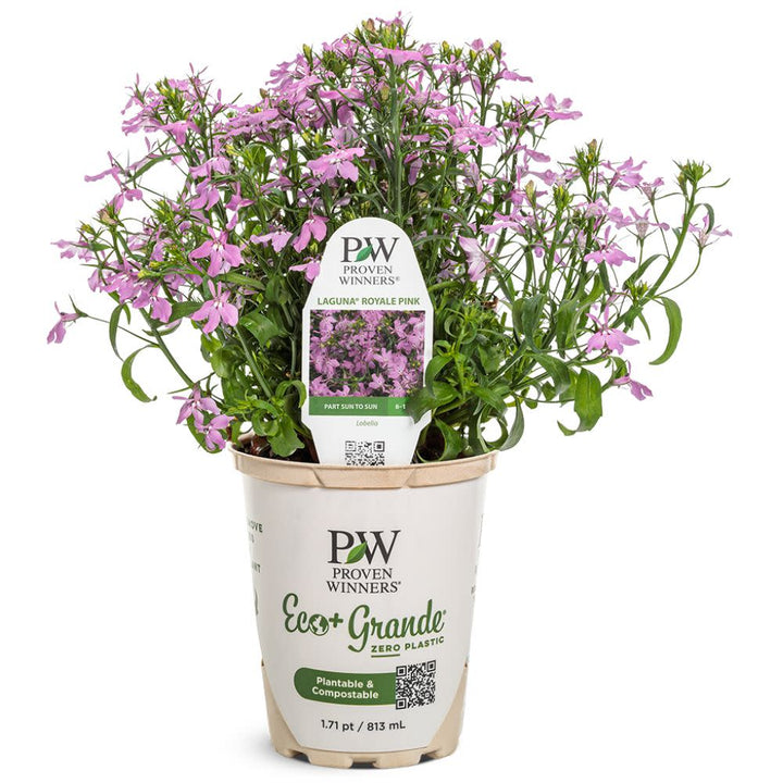 Laguna® Royale Pink Lobelia (erinus) | Proven Winners® New Variety 2026