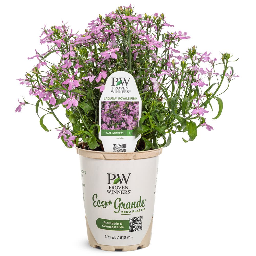 Lobelia | Laguna Royale Pink