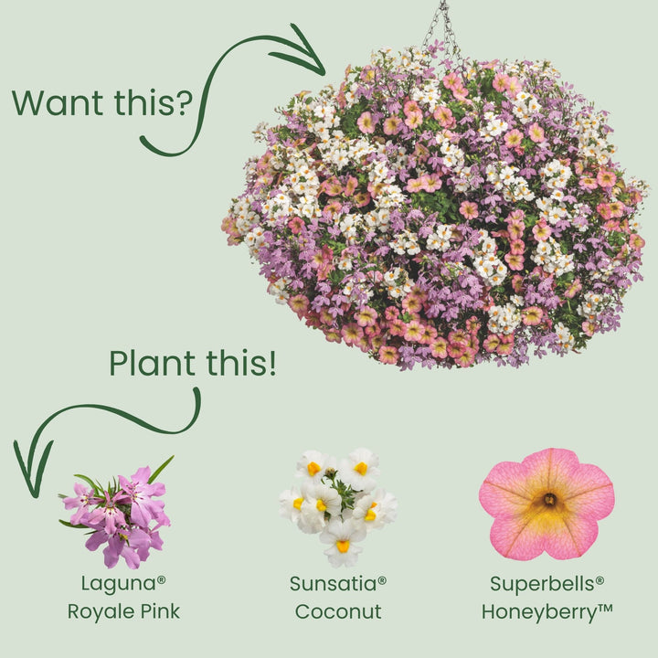 Laguna® Royale Pink Lobelia (erinus) | Proven Winners® New Variety 2026
