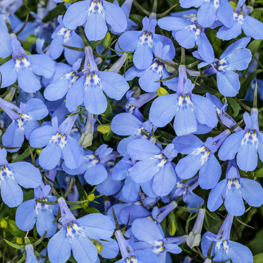 Laguna® Royale Azure Lobelia (erinus) | Proven Winners® New Variety 2026