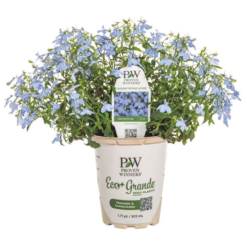 Laguna® Royale Azure Lobelia (erinus)