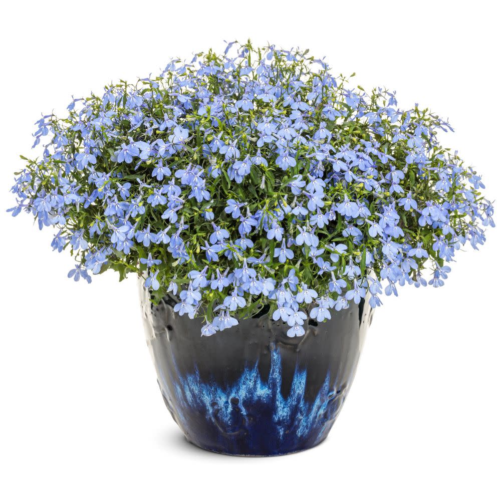 lobelia erinus plant Laguna® Royale Azure Lobelia (erinus)