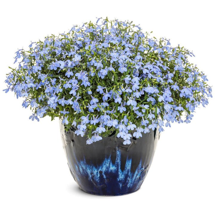 Lobelia | Laguna® Royale Azure | Proven Winners® Annuals – Proven