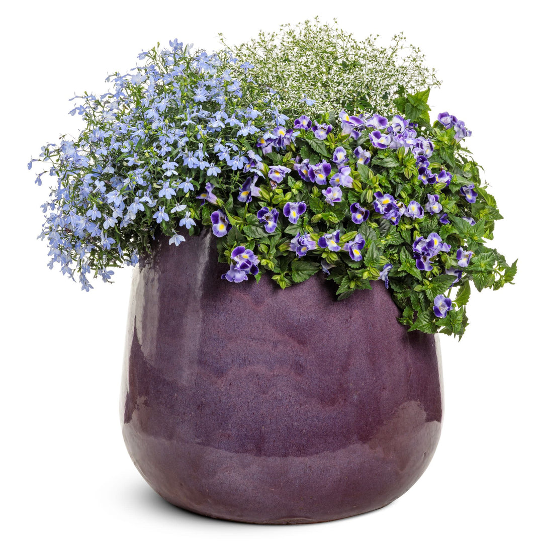 Laguna® Royale Azure Lobelia (erinus) | Proven Winners® New Variety 2026