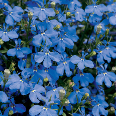 Laguna Dark Blue Lobelia up close.