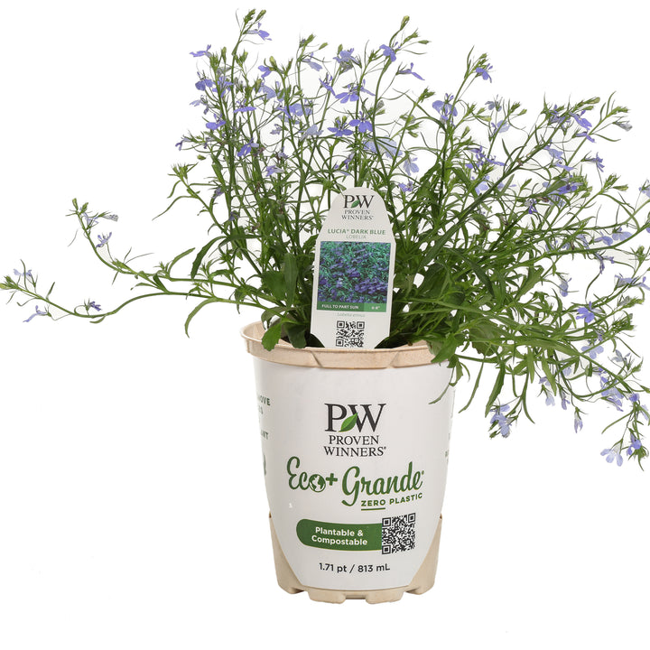 Lobelia | Laguna® Dark Blue | Proven Winners® Annuals – Proven