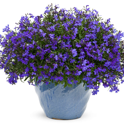 Laguna® Dark Blue Lobelia (Lobelia erinus)