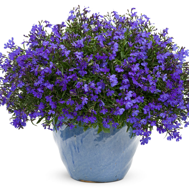 Lobelia | Laguna® Dark Blue | Proven Winners® Annuals – Proven
