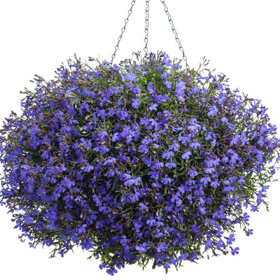 Laguna® Dark Blue Lobelia (Lobelia erinus)