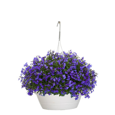 Laguna Dark Blue Lobelia in container.