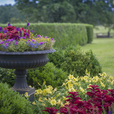 Laguna Dark Blue Lobelia in use.