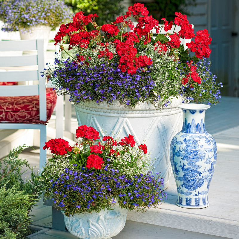 Laguna Dark Blue Lobelia in use.