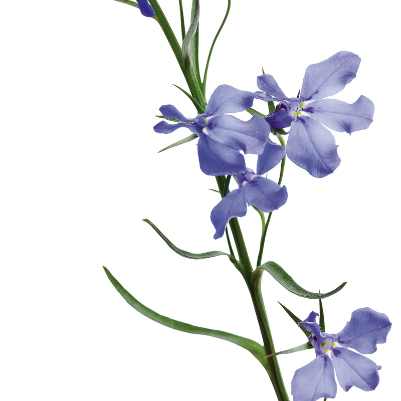 Laguna® Dark Blue Lobelia (Lobelia erinus)