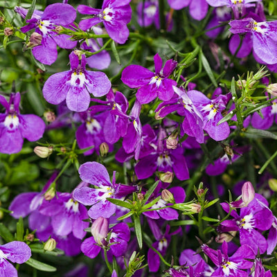 Laguna Ultraviolet Laguna Ultraviolet Lobelia up close.