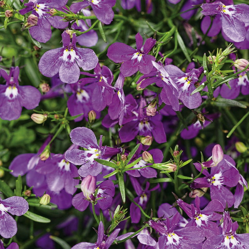 Laguna Ultraviolet Lobelia up close.