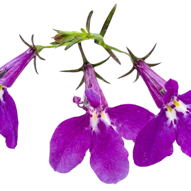 Laguna® Ultraviolet™ Lobelia (Lobelia erinus)