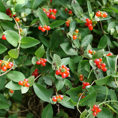 'Scentsation' Honeysuckle (Lonicera periclymenum)