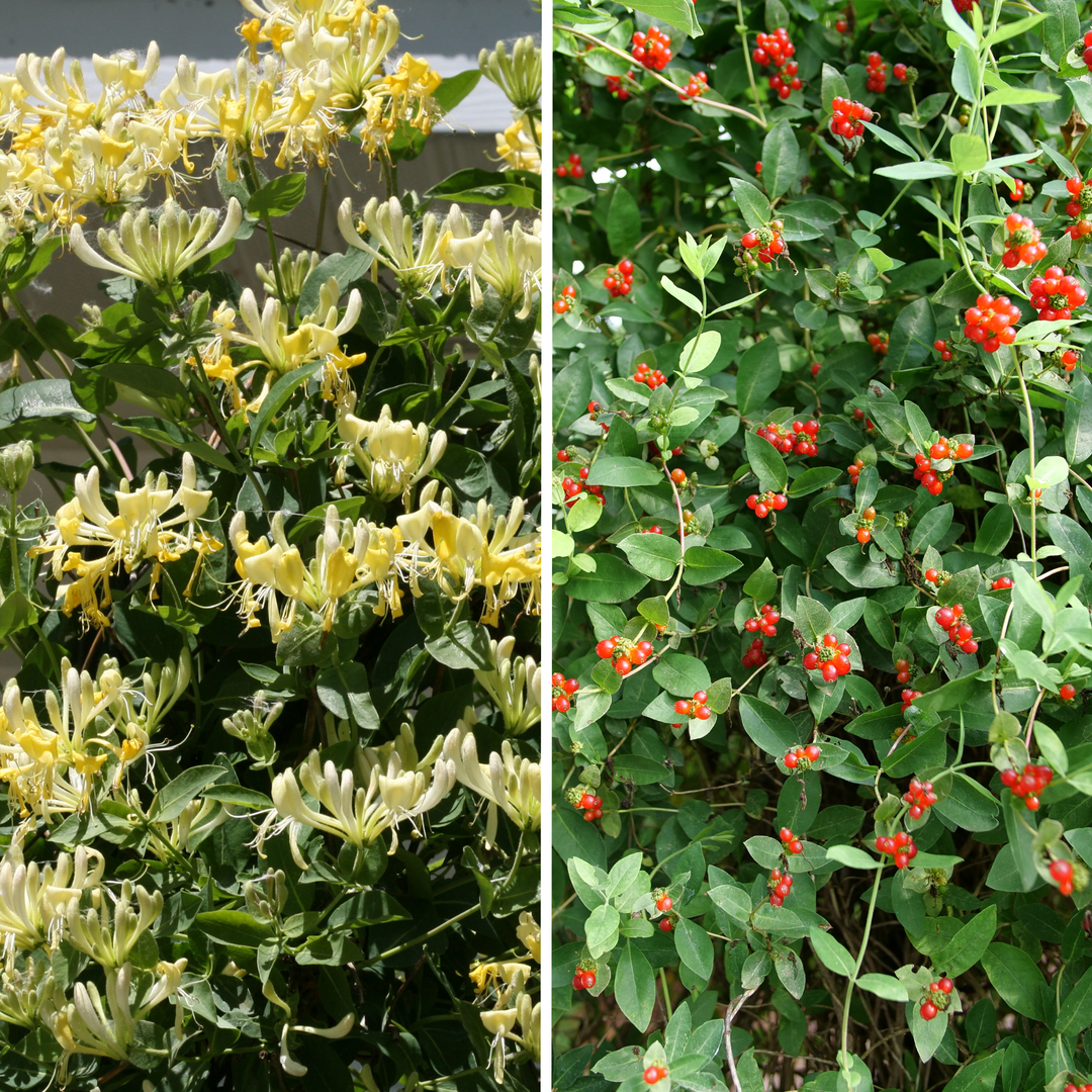 Honeysuckle | 'Scentsation'