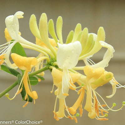 'Scentsation' Honeysuckle up close.