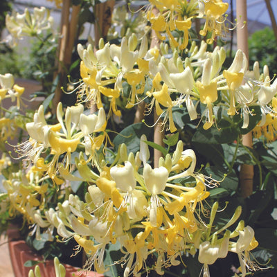 'Scentsation' Honeysuckle up close.