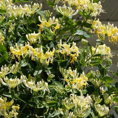 'Scentsation' Honeysuckle up close.