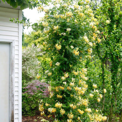 'Scentsation' 'Scentsation' Honeysuckle in focus.