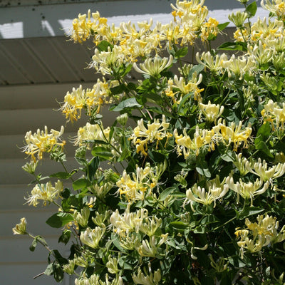 'Scentsation' Honeysuckle in focus.