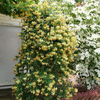 'Scentsation' Honeysuckle (Lonicera periclymenum)