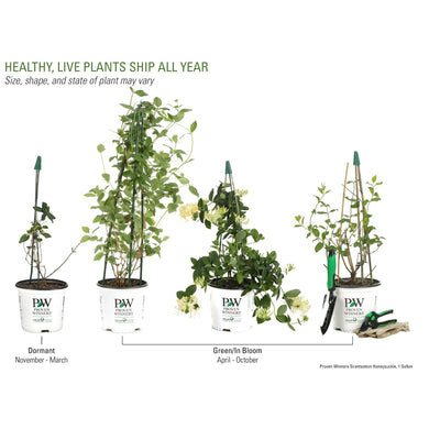 'Scentsation' Honeysuckle (Lonicera periclymenum)