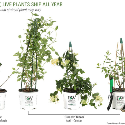 'Scentsation' Honeysuckle in various life stages.