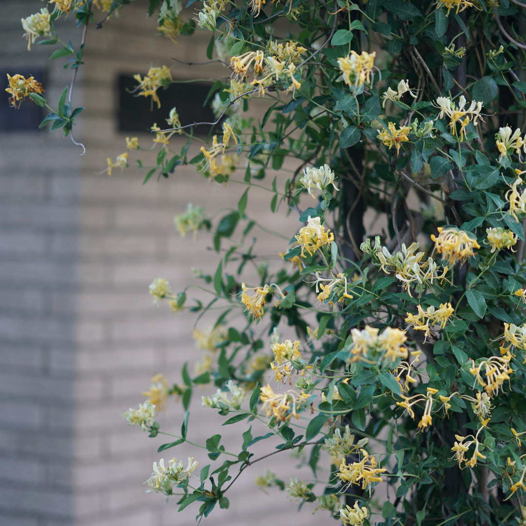 Honeysuckle | 'Scentsation'