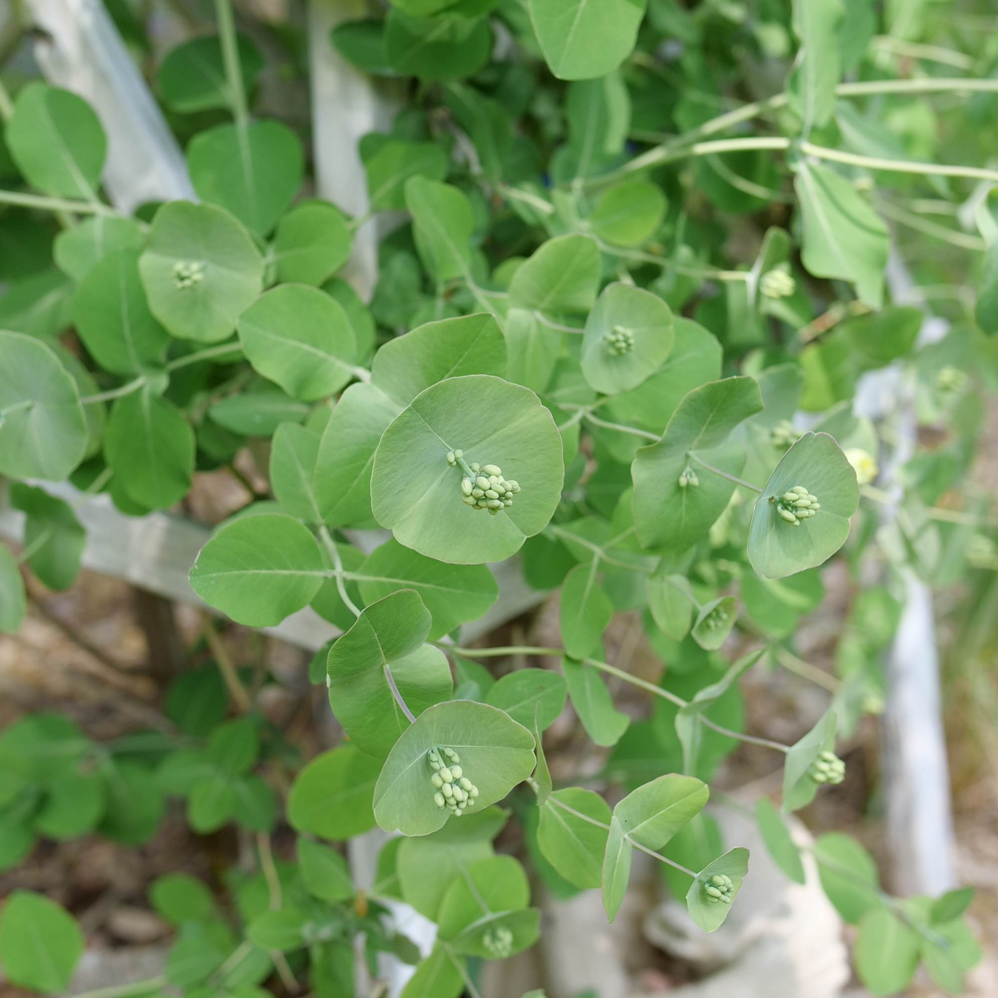 Ghost Proven Honeysuckle | Kintzley's Ghost® | Proven Winners® Shrubs – Proven ...