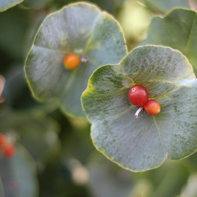 Kintzley's Ghost Honeysuckle up close.