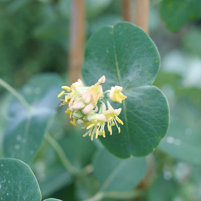 Kintzley's Ghost Kintzley's Ghost Honeysuckle up close.