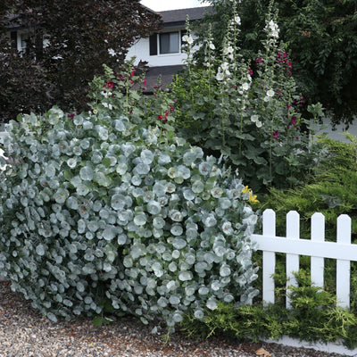 Kintzley's Ghost Honeysuckle in use.