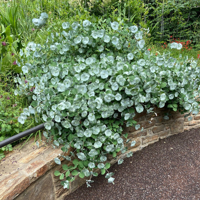 Kintzley's Ghost Honeysuckle in use.