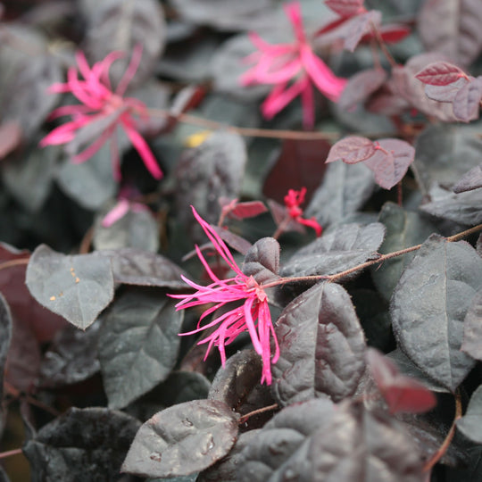 Jazz Hands Bold® Chinese Fringe-Flower (Loropetalum chinense)
