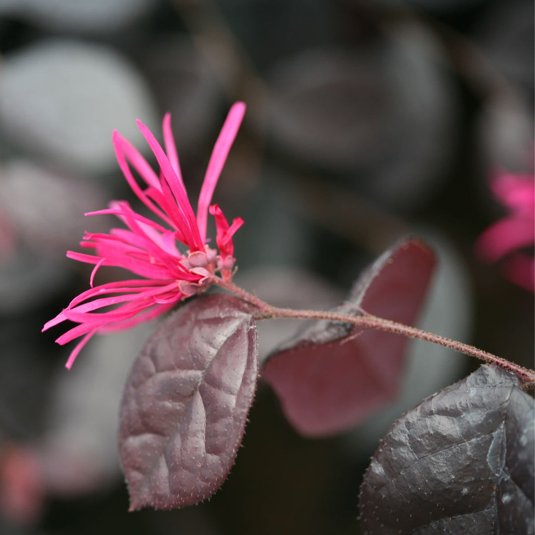 Jazz Hands Bold® Chinese Fringe-Flower (Loropetalum chinense)