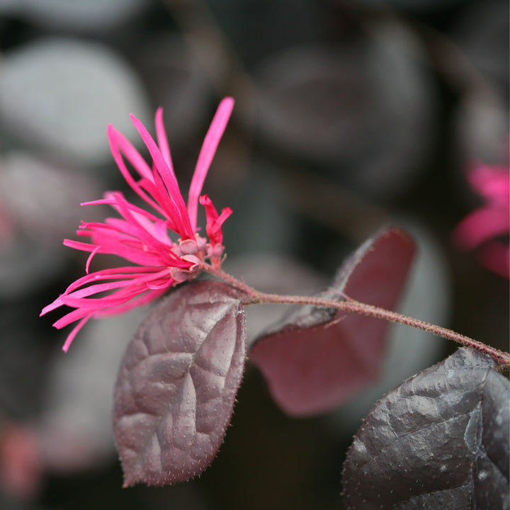 Jazz Hands Bold® Chinese Fringe-Flower (Loropetalum chinense)