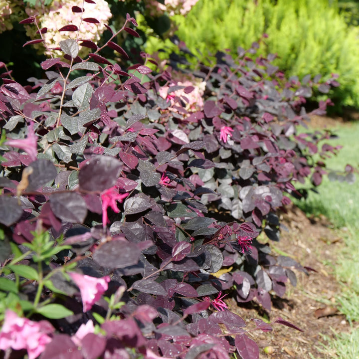 Chinese Fringe-Flower | Jazz Hands Bold® | Proven Winners® Shrubs