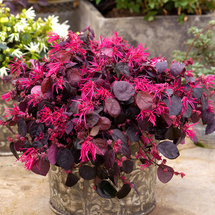 Jazz Hands Bold® Chinese Fringe-Flower (Loropetalum chinense)