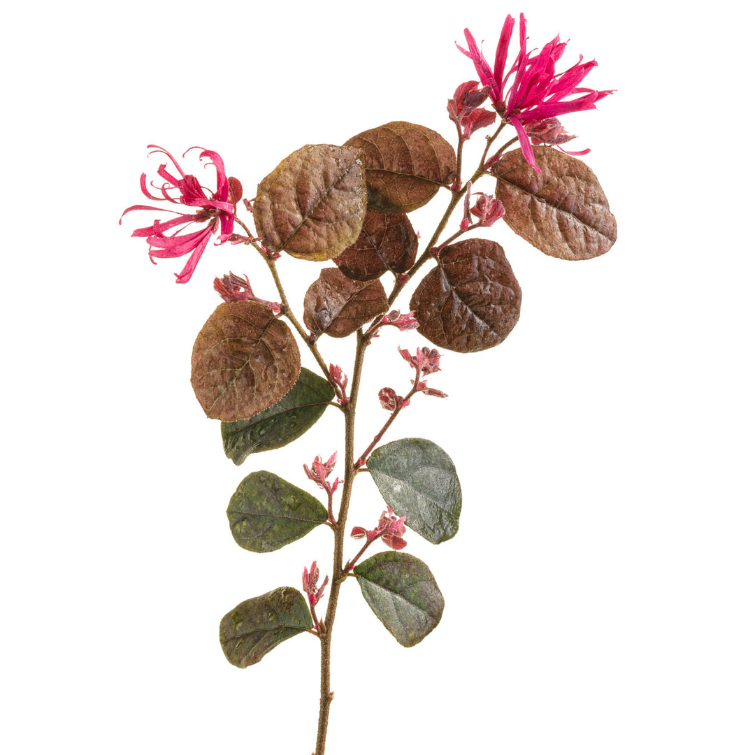 Chinese Fringe-Flower | Jazz Hands Bold® | Proven Winners® Shrubs