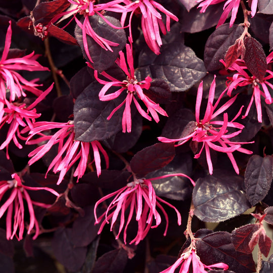 Jazz Hands® Pink Chinese Fringe-Flower (Loropetalum chinense)