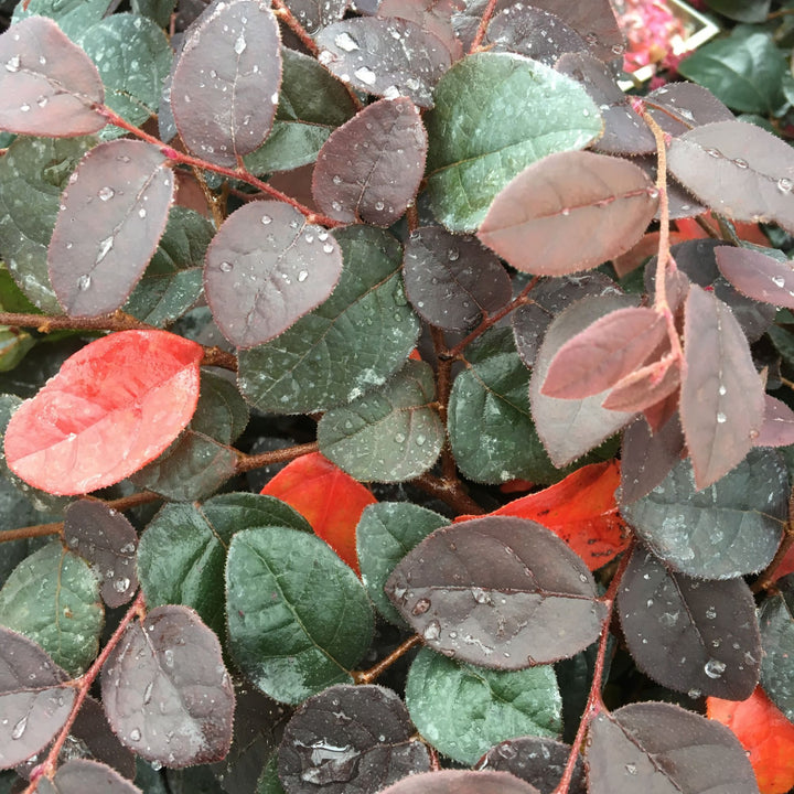 Jazz Hands® Pink Chinese Fringe-Flower (Loropetalum chinense)