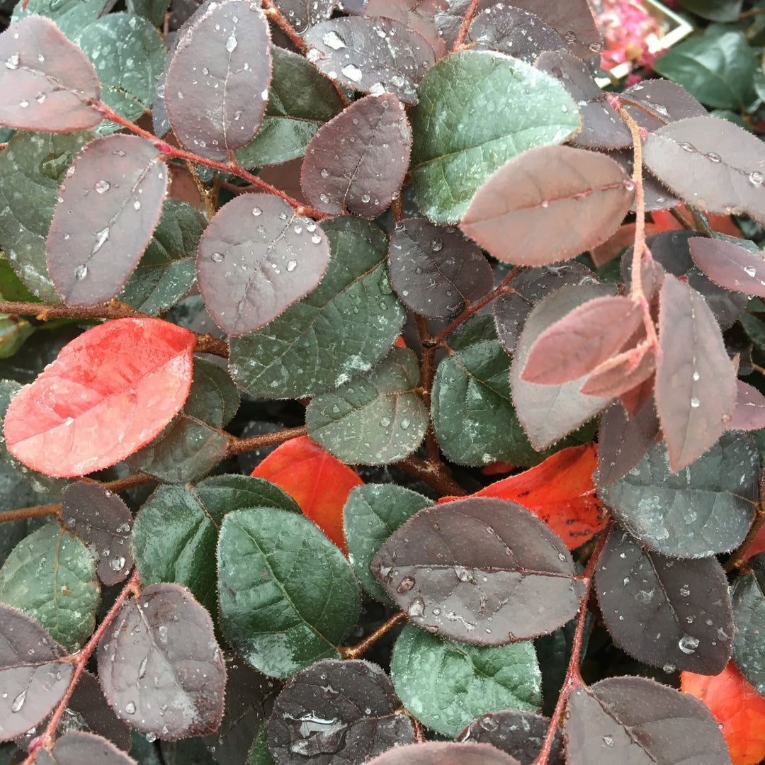 Chinese Fringe-Flower | Jazz Hands® Pink | Proven Winners® Shrubs