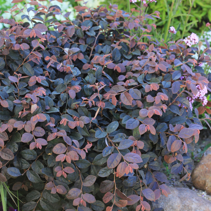 Jazz Hands® Pink Chinese Fringe-Flower (Loropetalum chinense)