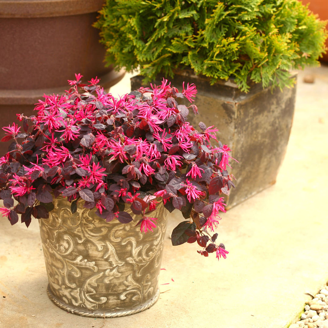 Jazz Hands® Pink Chinese Fringe-Flower (Loropetalum chinense)