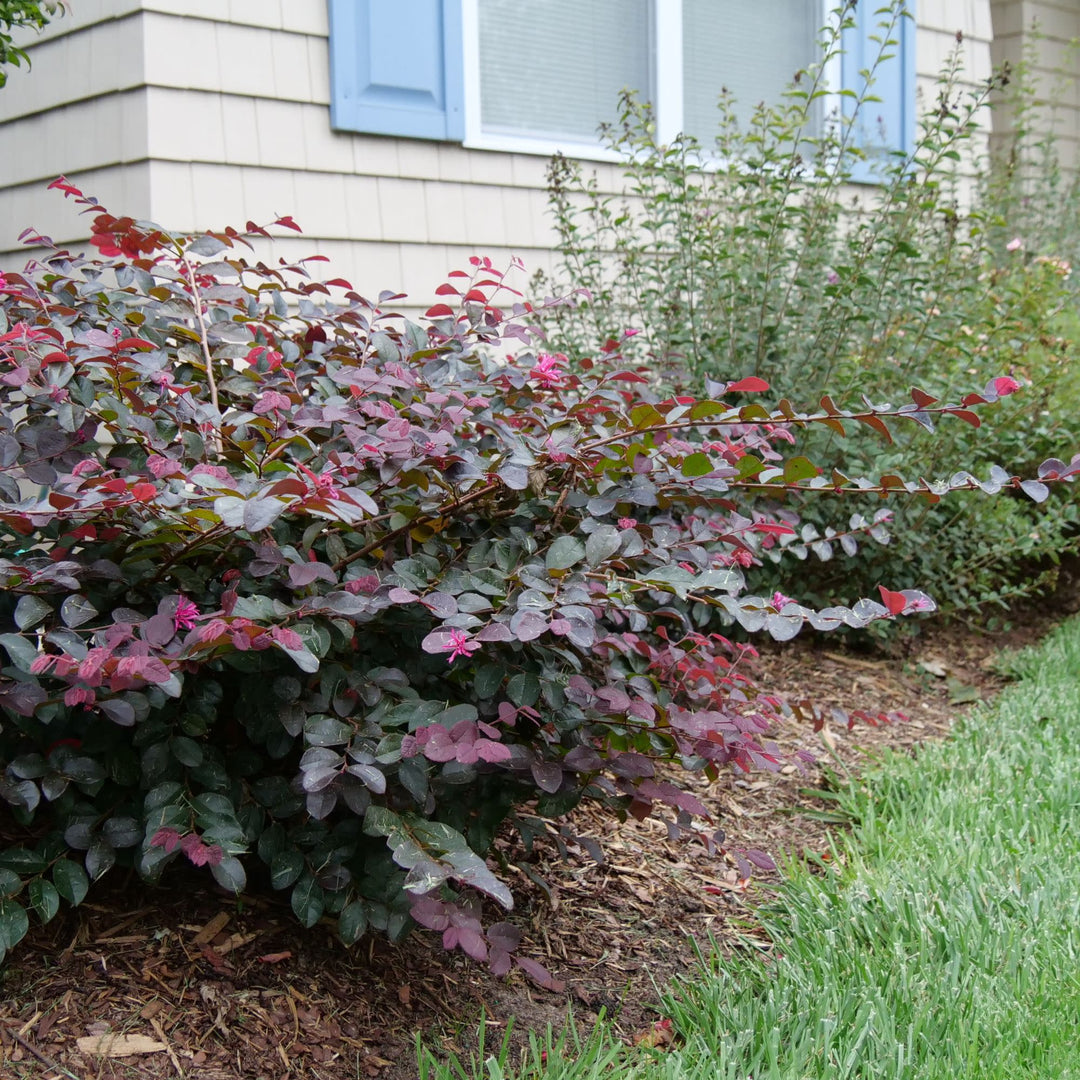 Jazz Hands® Pink Chinese Fringe-Flower (Loropetalum chinense)