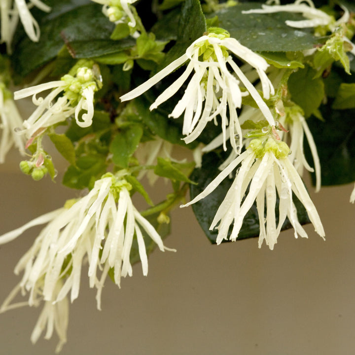 Jazz Hands® White Chinese Fringe-Flower (Loropetalum chinense)