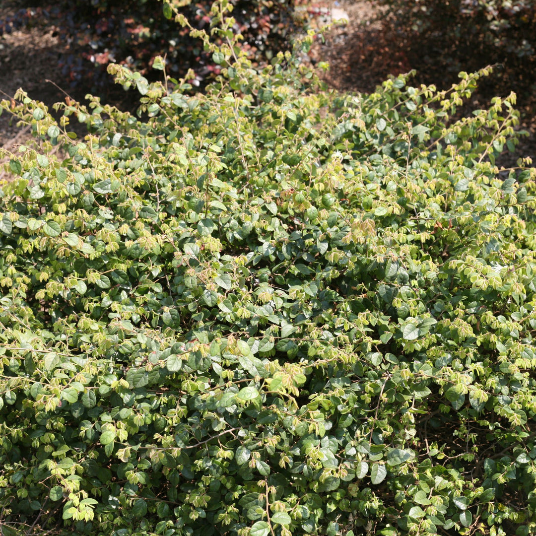 Jazz Hands® White Chinese Fringe-Flower (Loropetalum chinense)